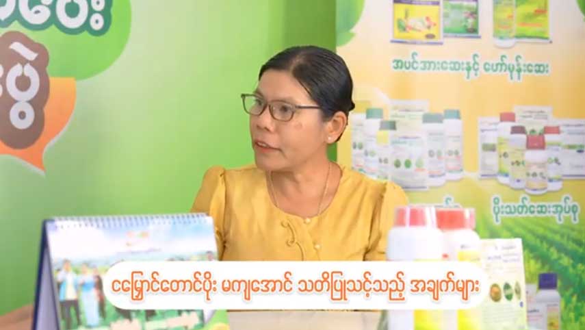 ငမြှောင်တောင်ပိုး မကျအောင် သတိပြုသင့်သည့် အချက်များ