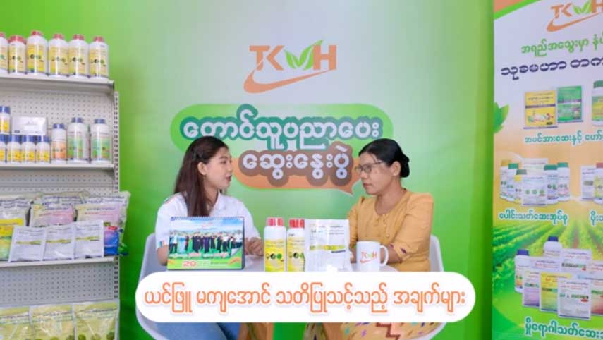 ယင်ဖြူ မကျအောင် သတိပြုသင့်သည့် အချက်များ