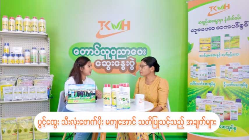 ပွင့်ထွေး သီးလုံးဖောက်ပိုး မကျအောင် သတိပြုသင့်သည့် အချက်များ