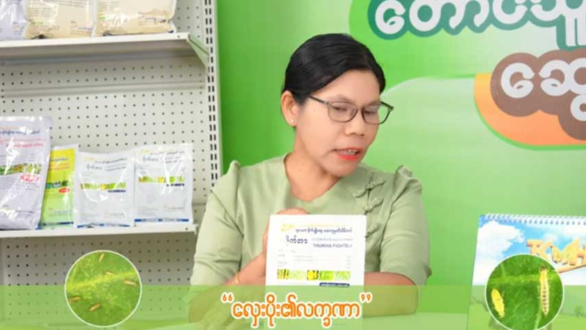 စပျစ်သီးနှံတွင် ကျရောက်တတ်သော လှေးပိုး အန္တရာယ် သတိပြုသင့်သည့် အချက်များ