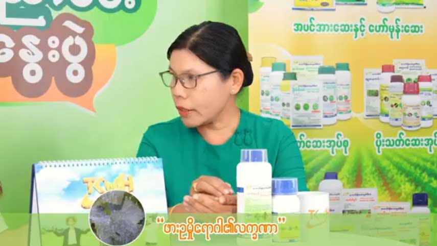 စပျစ်သီးနှံတွင် ကျရောက်တတ်သော ဖားဥမှိုရောဂါ မကျအောင် သတိပြုသင့်သည့် အချက်များ