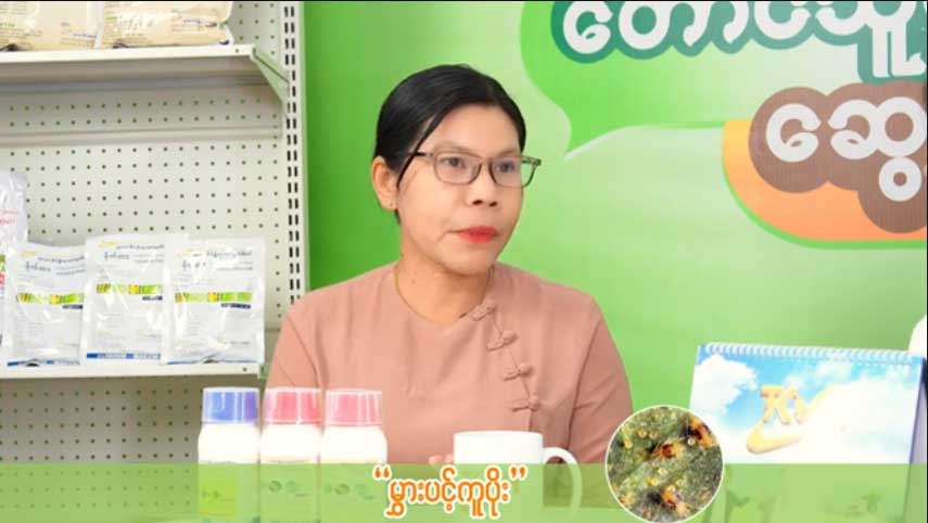 စပျစ်သီးနှံတွင် ကျရောက်တတ်သော မွှားပင့်ကူပိုး မကျအောင် သတိပြုသင့်သည့် အချက်များ