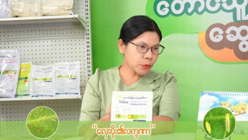 စပျစ်သီးနှံတွင် ကျရောက်တတ်သော လှေးပိုး အန္တရာယ် သတိပြုသင့်သည့် အချက်များ