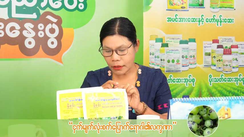 စပျစ်သီးနှံတွင် ကျရောက်တတ်သော မှည့်ပြောက်စွန်း/ငှက်မျက်စေ့ရောဂါ မကျအောင် သတိပြုသင့်သည့် အချက်များ