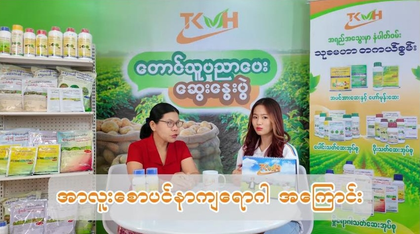 အာလူးစောပင်နာကျ ရောဂါ မကျရောက်အောင် သတိပြုသင့်သည့် အချက်များ