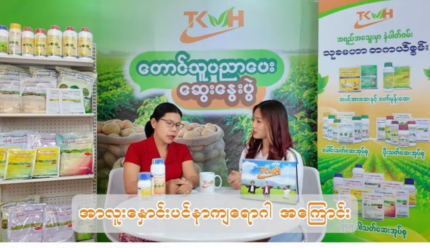 အာလူးနှောင်းပင်နာကျရောဂါ မကျရောက်အောင် သတိပြုသင့်သည့် အချက်များ