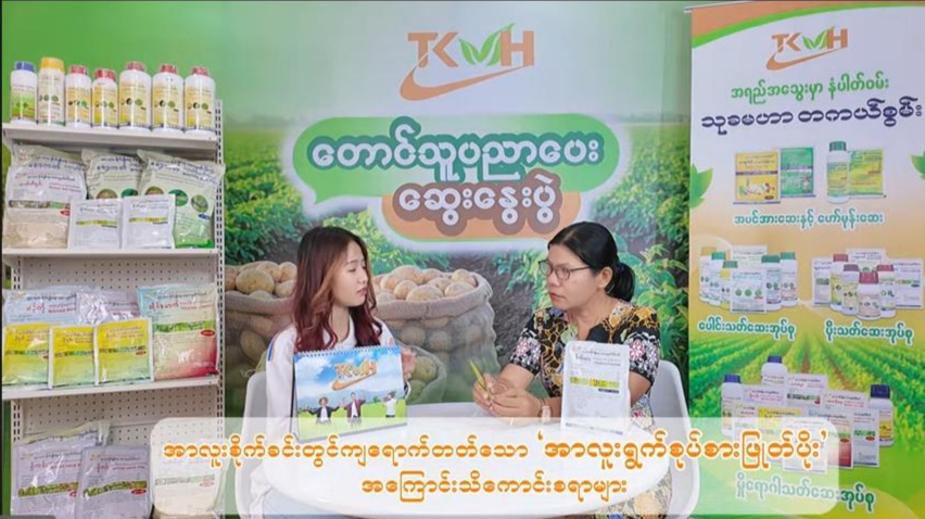 အာလူးရွက်စုပ်စား ဖြုတ်ပိုး မကျရောက်အောင် သတိပြုသင့်သည့် အချက်များ