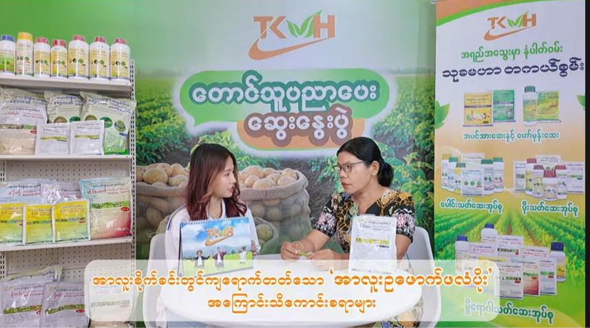 အာလူးဥဖောက် ဖလံပိုး မကျရောက်အောင် သတိပြုသင့်သည့် အချက်များ